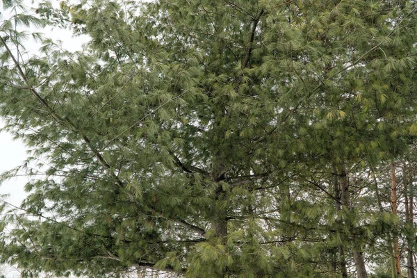 緑の若い松の枝背景 — ストック写真