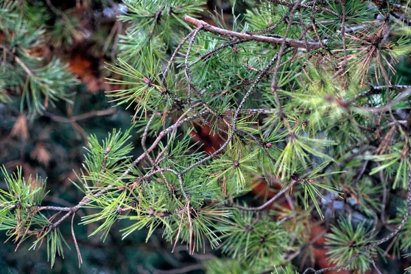 Jeunes branches de pin vert. contexte — Photo