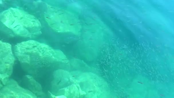 Shoal fish swim on the surface of the sea on a Sunny day — Stock Video