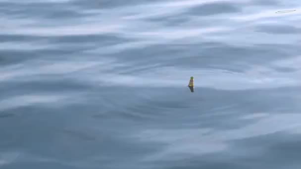Пляшка плаває в морі біля берега. забруднення природи — стокове відео