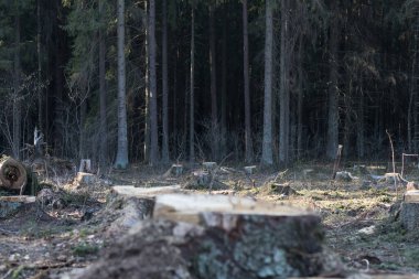 Avrupa 'da ve tüm dünyada ormanların tahrip edilmesi, doğanın çevresel sorunları