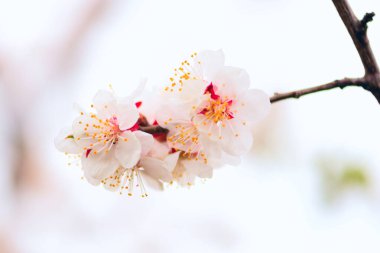 Nisan ayında beyaz kiraz çiçeklerinin makro fotoğrafı