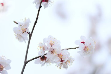 Nisan ayında beyaz kiraz çiçeklerinin makro fotoğrafı