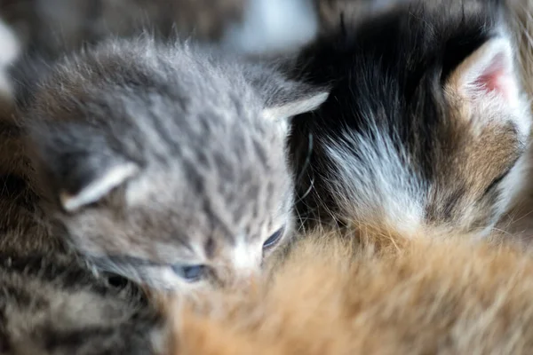 A feral cat feeds the kittens. Little two-week kittens suck milk