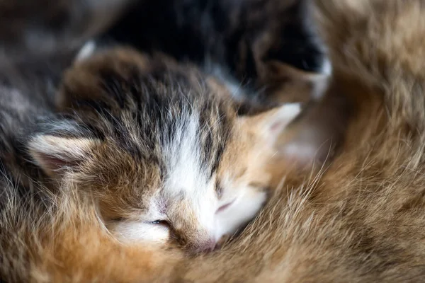 Un gato salvaje alimenta a los gatitos. Pequeños gatitos de dos semanas chupan leche — Foto de Stock