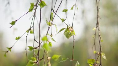 Taze taze huş yaprağı ve Catkins sığ arazi derinliği