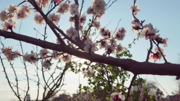 Nisan 'da batan güneşin altında kiraz çiçekleri açar. — Stok video