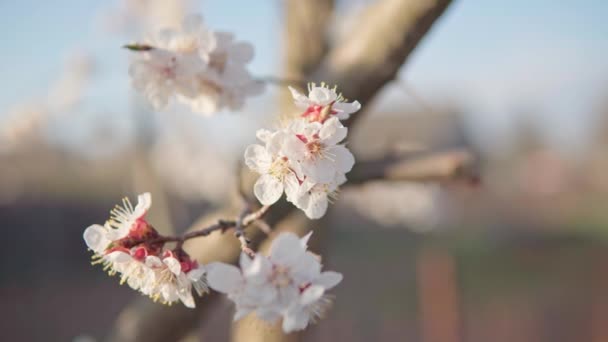 Flores de cerezo en primavera en abril bajo el sol poniente — Vídeo de stock