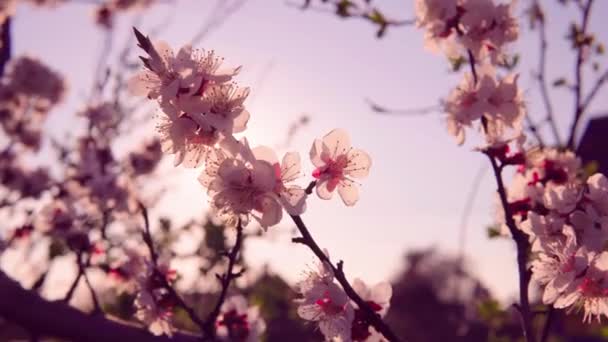 Körsbär blommar i april mot den blå himlen — Stockvideo