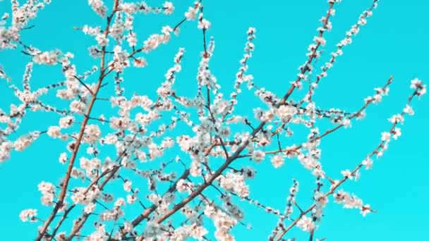 Цветение сакуры в апреле против голубого неба — стоковое видео