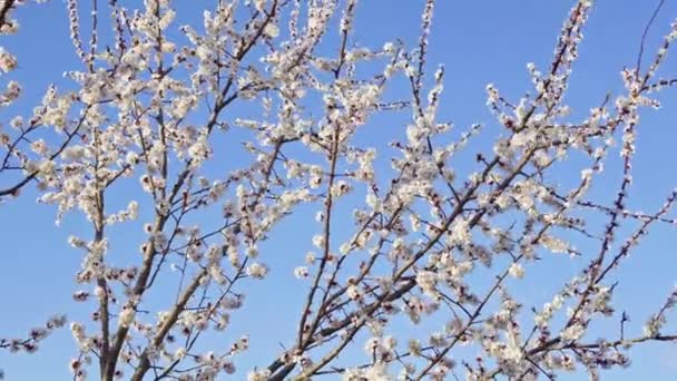 Flores de cerezo en abril contra el cielo azul — Vídeos de Stock