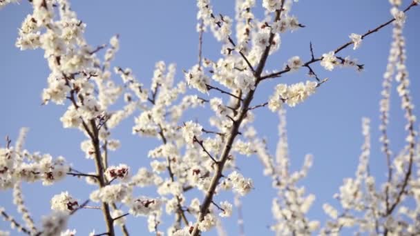 Цветение сакуры в апреле против голубого неба — стоковое видео