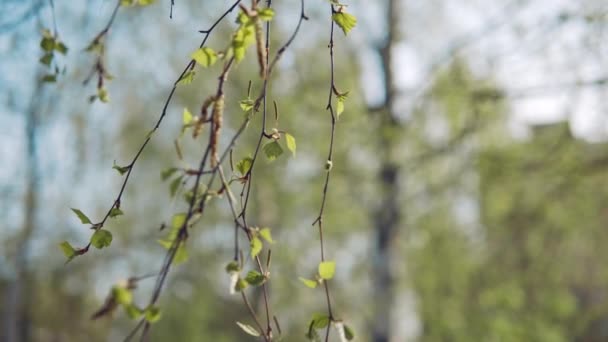 Čerstvé mladé břízové listy a kočičí kůže mělká hloubka pole — Stock video