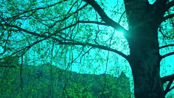 Młode gałęzie brzozy w kwietniu przeciwko niebu — Wideo stockowe