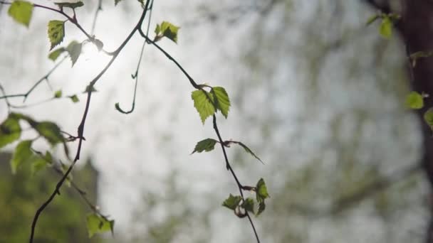 Fresh young birch leaves and catkins shallow depth of field — Stock Video