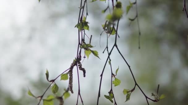 Čerstvé mladé břízové listy a kočičí kůže mělká hloubka pole — Stock video