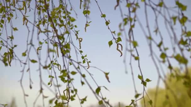 Mladé březové větve v dubnu proti obloze — Stock video