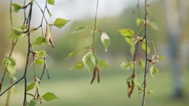 Fresh young birch leaves and catkins shallow depth of field — ストック動画