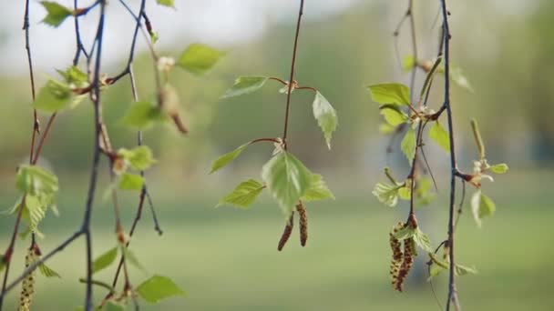 Fresh young birch leaves and catkins shallow depth of field — Stock Video