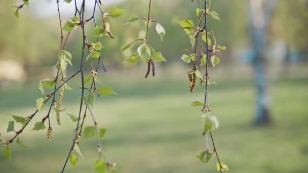 Frische junge Birkenblätter und Kätzchen flache Schärfentiefe — Stockvideo