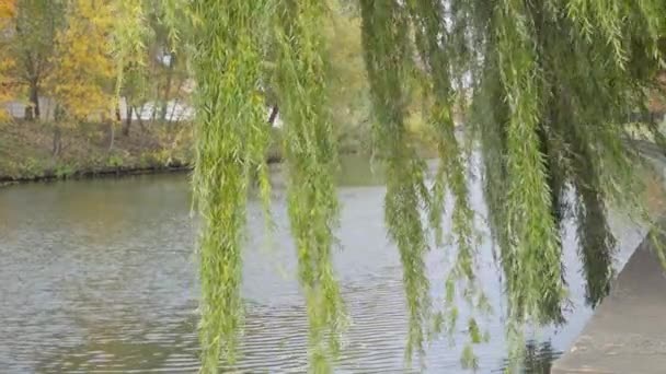 秋天的风景 柳树的枝条在水面上 — 图库视频影像