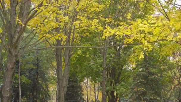 Вид на осенний парк с желтыми и красными листьями — стоковое видео