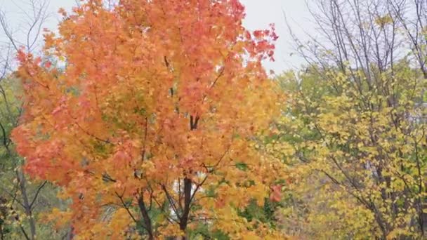 Herfstlandschap. Esdoorn met rode bladeren in de wind. — Stockvideo