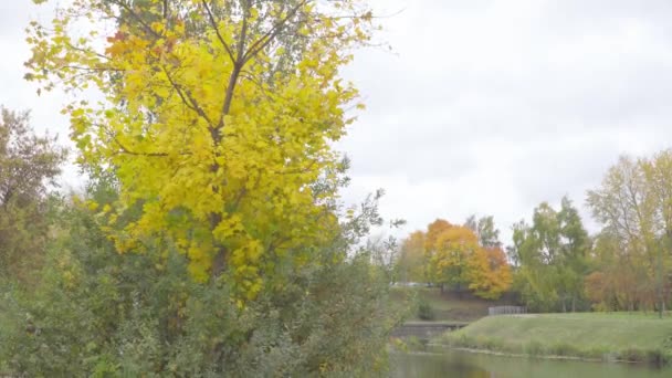 Herfstlandschap. Esdoorn met groene bladeren in de wind. — Stockvideo