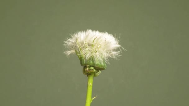 緑の背景にタンポポの開花時期が近づいています — ストック動画