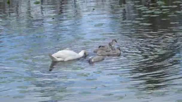 Familia del cisne se alimenta en un estanque — Vídeos de Stock