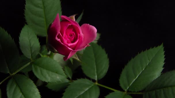 Tijd verstrijken bloeien van een roos Bud. macro video close-up — Stockvideo