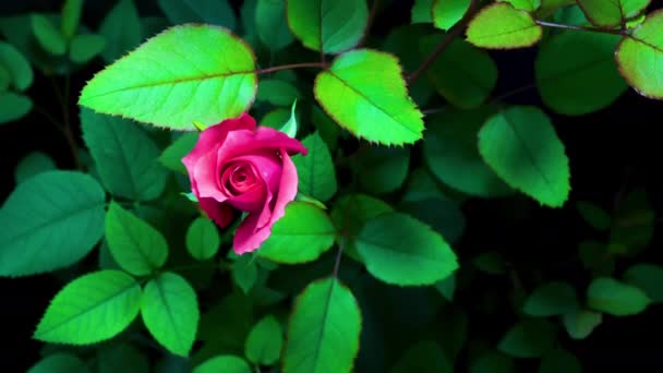 Time lapse floraison d'un bourgeon rose. macro vidéo close up — Video