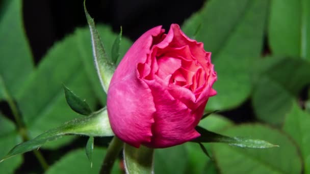 Upływ czasu kwitnący pączek róży. makro wideo zbliżenie — Wideo stockowe