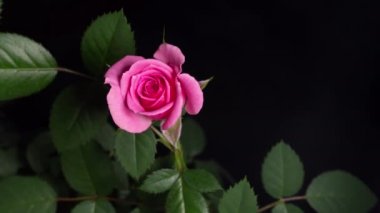 Bud gülünün çiçek açması. makro video kapat