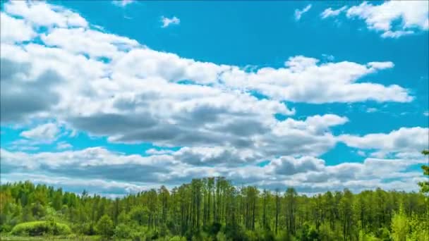 Clouds in the blue sky above the forest. timelapse — Stock Video