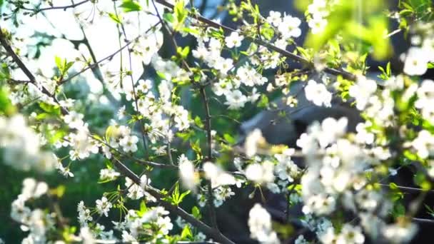 Primavera. Dia ensolarado. flor de cereja — Vídeo de Stock