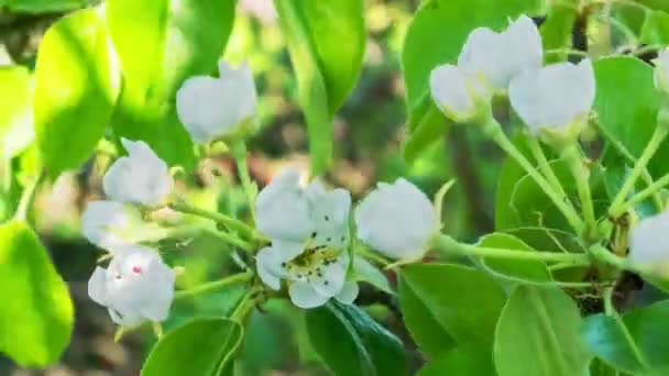 Tid förflutit blommande päron träd på våren — Stockvideo