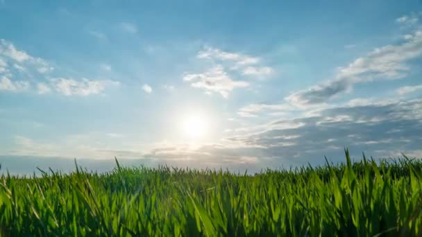 Por do sol na primavera sobre um campo de trigo timelapse — Vídeo de Stock