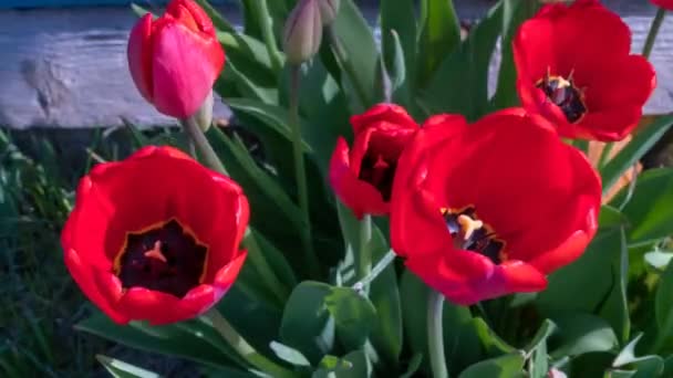 Tijdsverloop tulpen. bloeiende tulpen in de tuin — Stockvideo