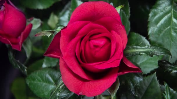 Time lapse floraison d'un bourgeon rose. macro vidéo close up — Video