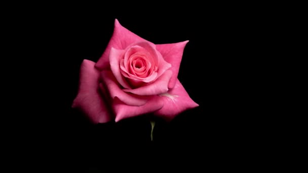 Time lapse rose. gros plan d'une rose en fleurs — Video