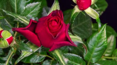 Bud gülünün çiçek açması. makro video kapat