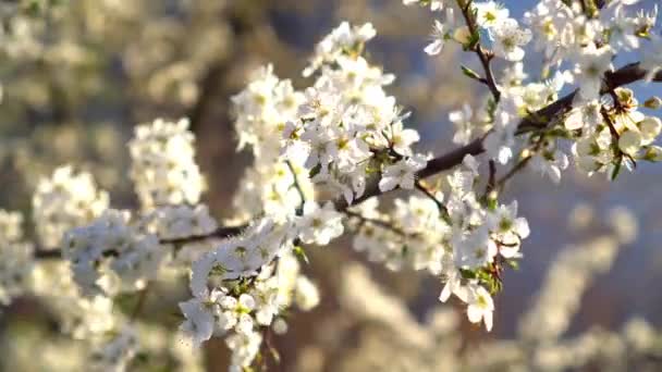 Primavera. Giornata di sole. fiori di ciliegio — Video Stock