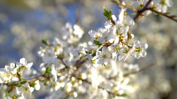 Tavasz. Napsütéses nap. cseresznyevirág — Stock videók