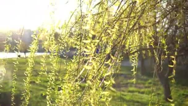 Primavera. ramas de sauce joven en el viento — Vídeos de Stock