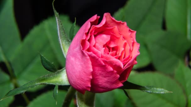 Časová prodleva kvetoucí růže Buddy. zavřít video s makrem — Stock video