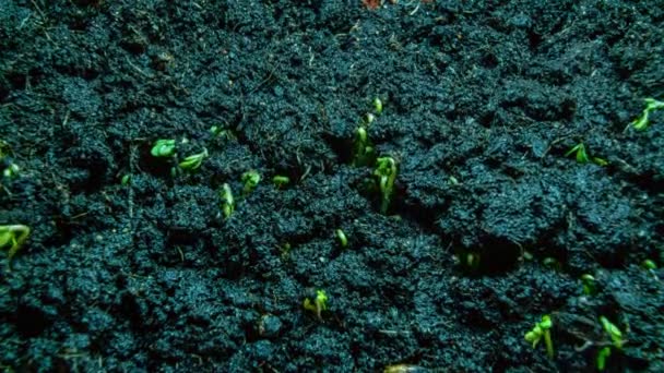 Timelapse. close-up of green lettuce sprouting — Stock Video