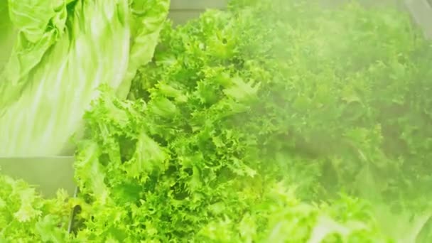 Зеленый салат на полке супермаркета — стоковое видео