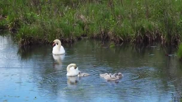 Familia del cisne se alimenta en un estanque — Vídeos de Stock
