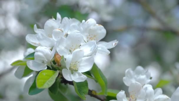 Melo in fiore in giardino primo piano — Video Stock